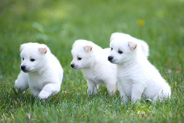 잔디에 흰색 강아지
