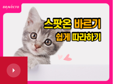 빛나는 눈을 가진 작은 고양이
