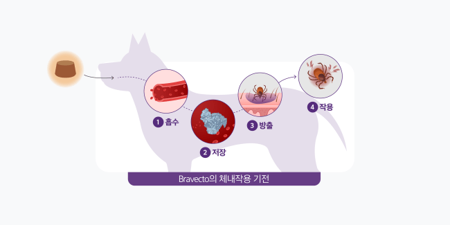 브라벡토 플루랄라너의 체내 작용기전을 도식화한 이미지