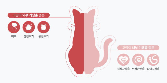 고양이 내부 및 외부 기생충 종류 인포그래픽