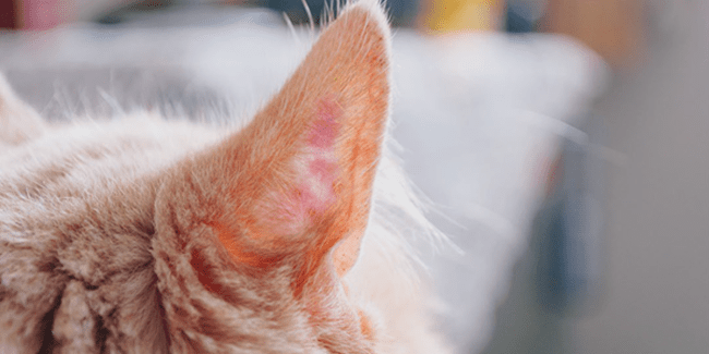 고양이 귀 주위에 모기 물림 자국이 있는 클로즈업 이미지