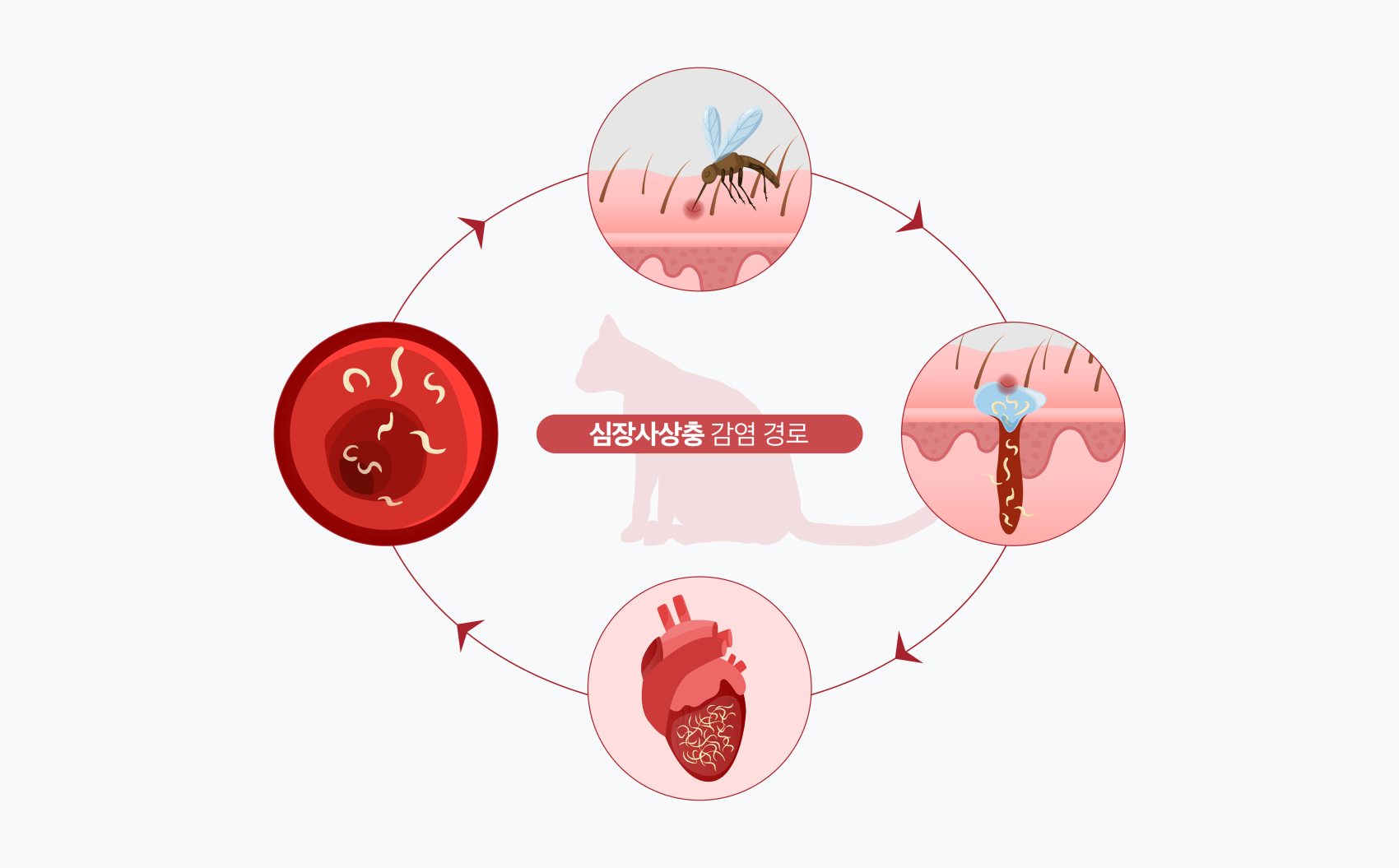 모기에서 심장사상충으로 이어지는 감염 경로를 설명한 인포그래픽