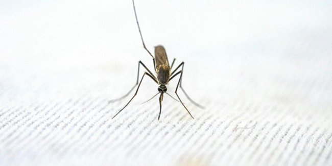 심장사상충을 옮기는 모기
