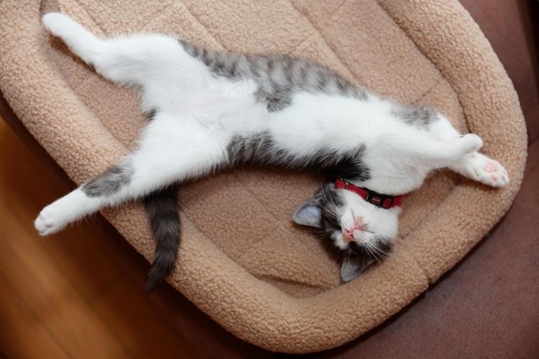 편하게 휴식 중인 고양이