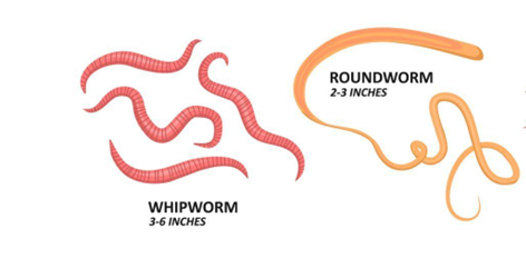 고양이 내부기생충을 그린 이미지