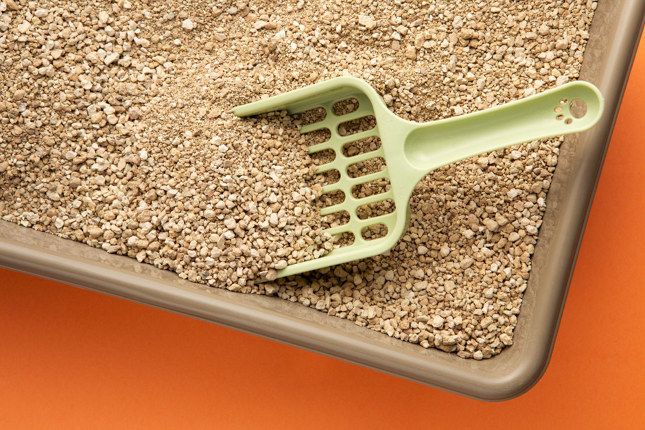 기생충이 나온 고양이 화장실