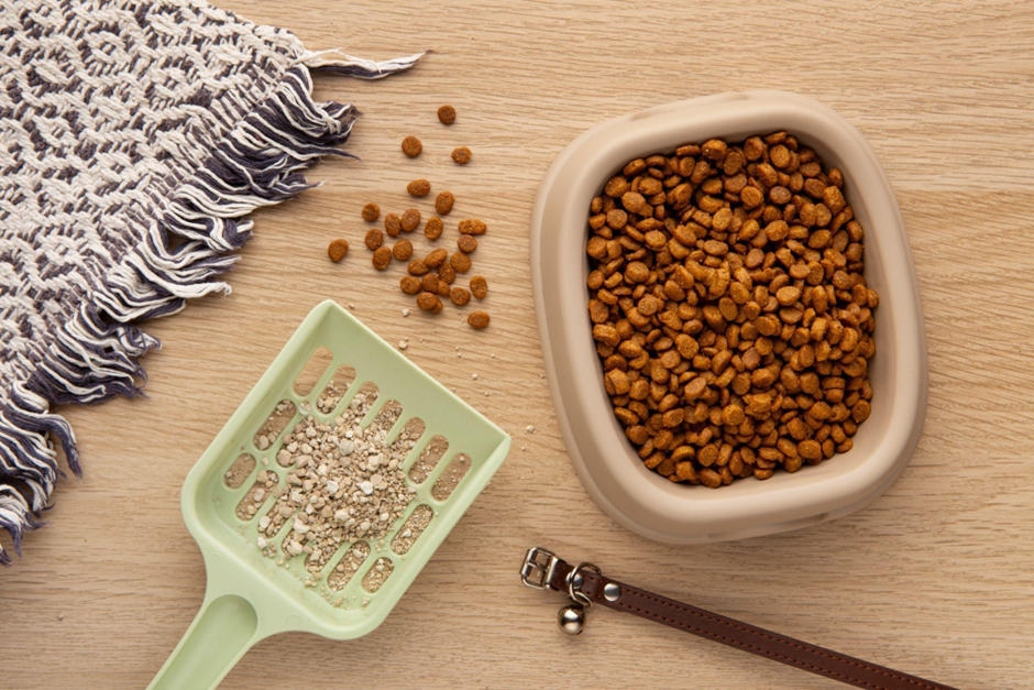 고양이 설사 원인일 수도 있는 사료