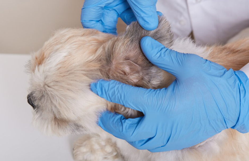 진드기 제거 치료를 받는 강아지