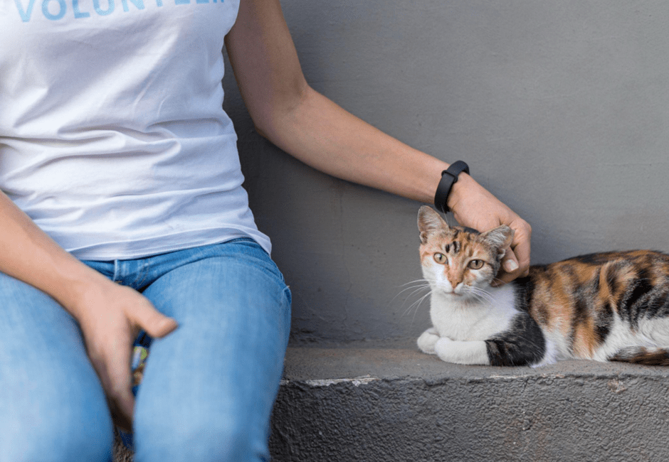 귀진드기에 감염된 고양이와 사람
