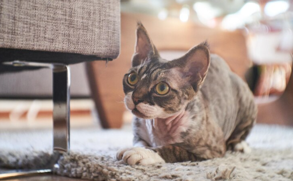 낯선 사람 방문으로 인해 숨은 고양이