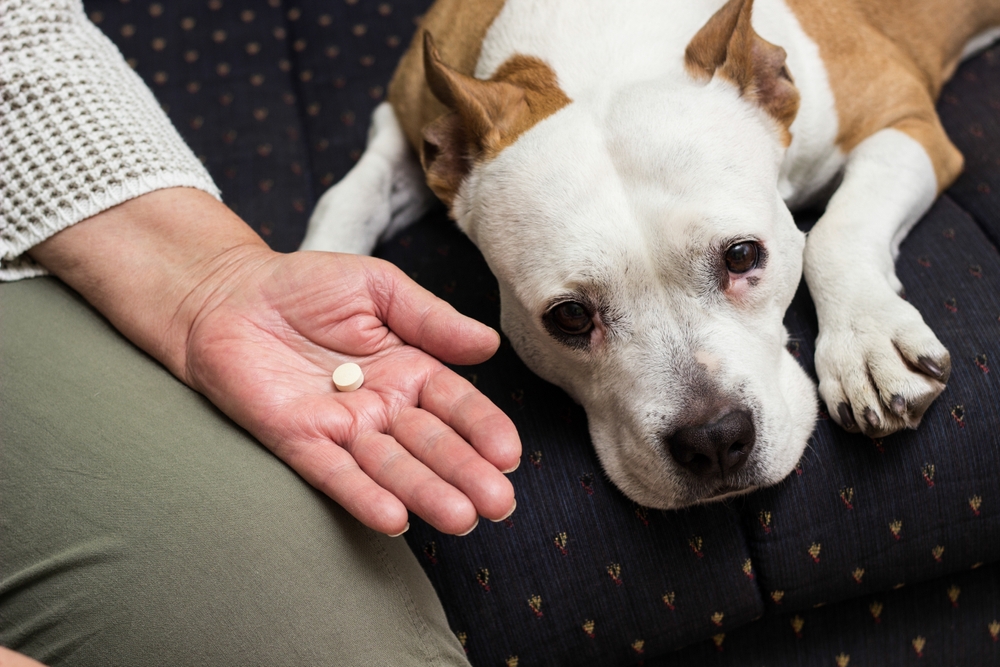 모낭충 치료를 위해 약을 먹는 강아지