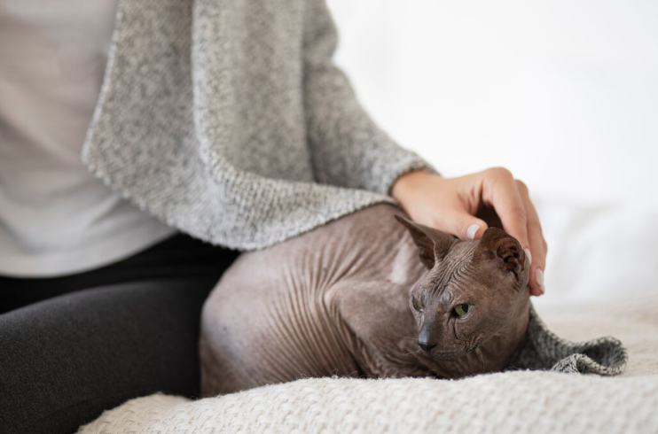 보호자 옷에 있던 진드기에 감염된 고양이