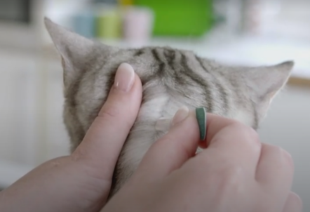 브라벡토 플러스캣 바르는 중인 고양이