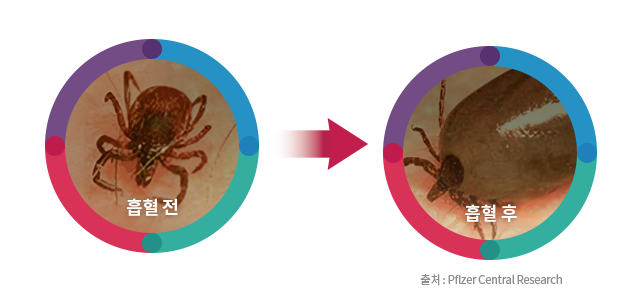 진드기의 흡혈 전 후 이미지